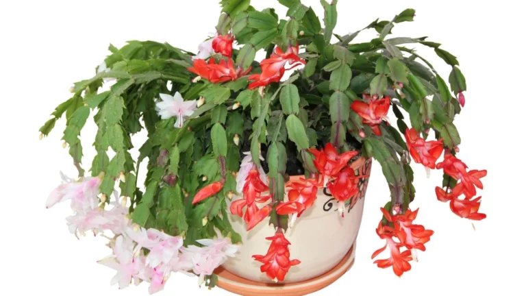 Ziemassvētku kaktuss (Schlumbergera x buckleyi)