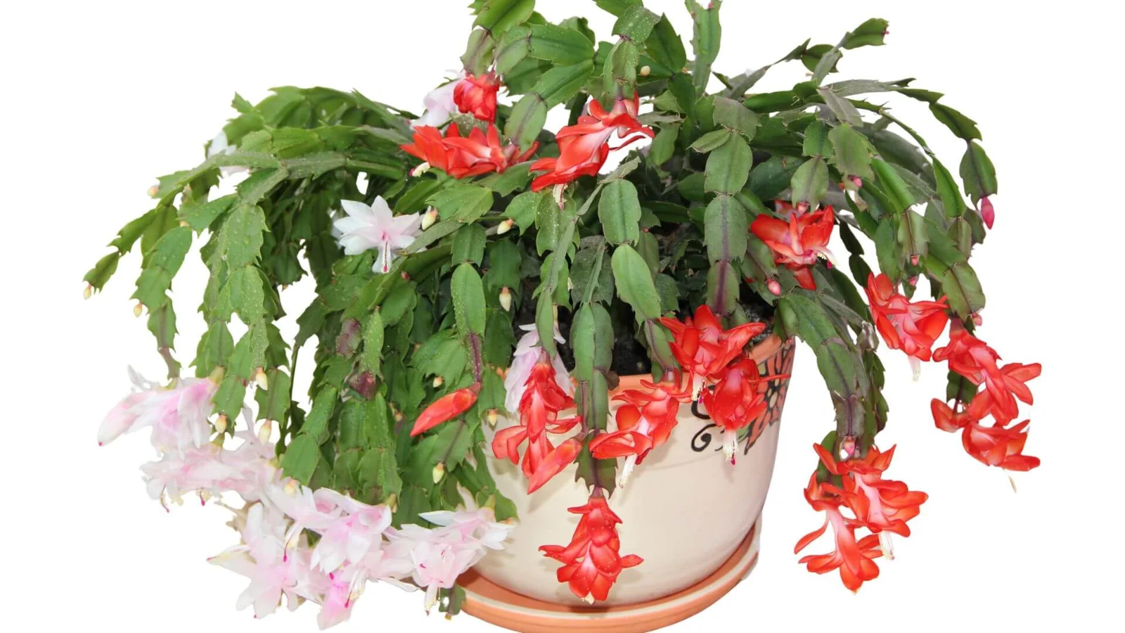 Ziemassvētku kaktuss (Schlumbergera x buckleyi)