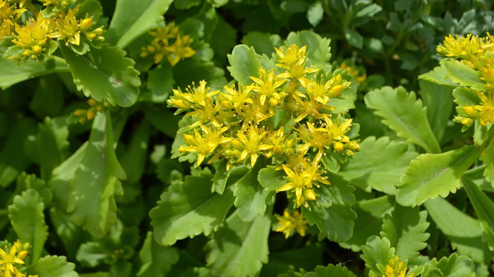 Kamčatkas laimiņš (Sedum kamtschaticum)