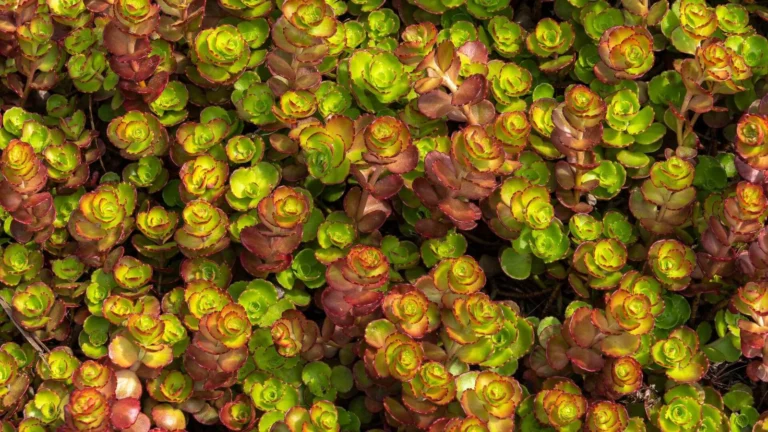 Kaukāza laimiņš (Sedum spurium)