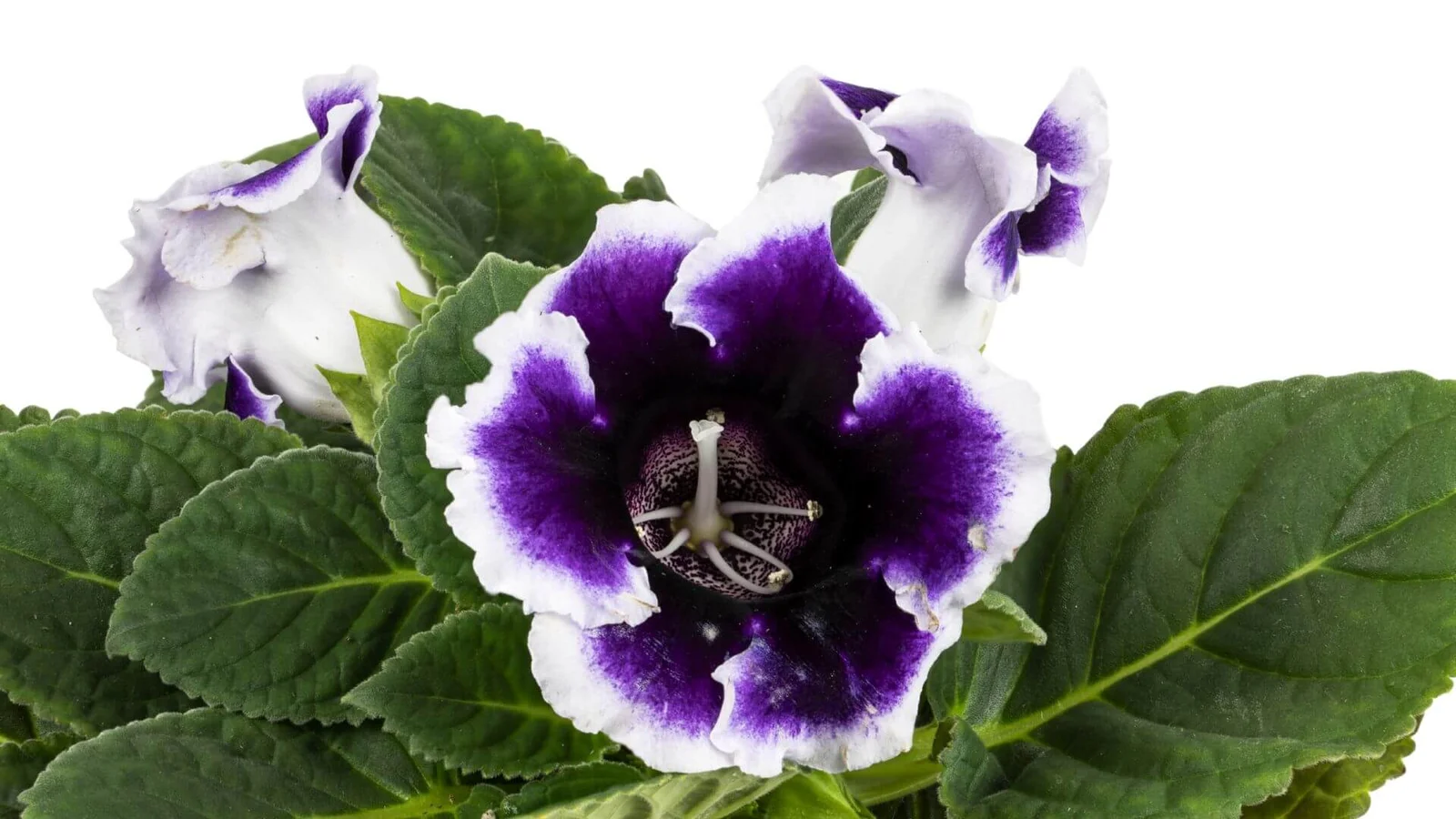 Krāšņā gloksīnija (Sinningia speciosa)