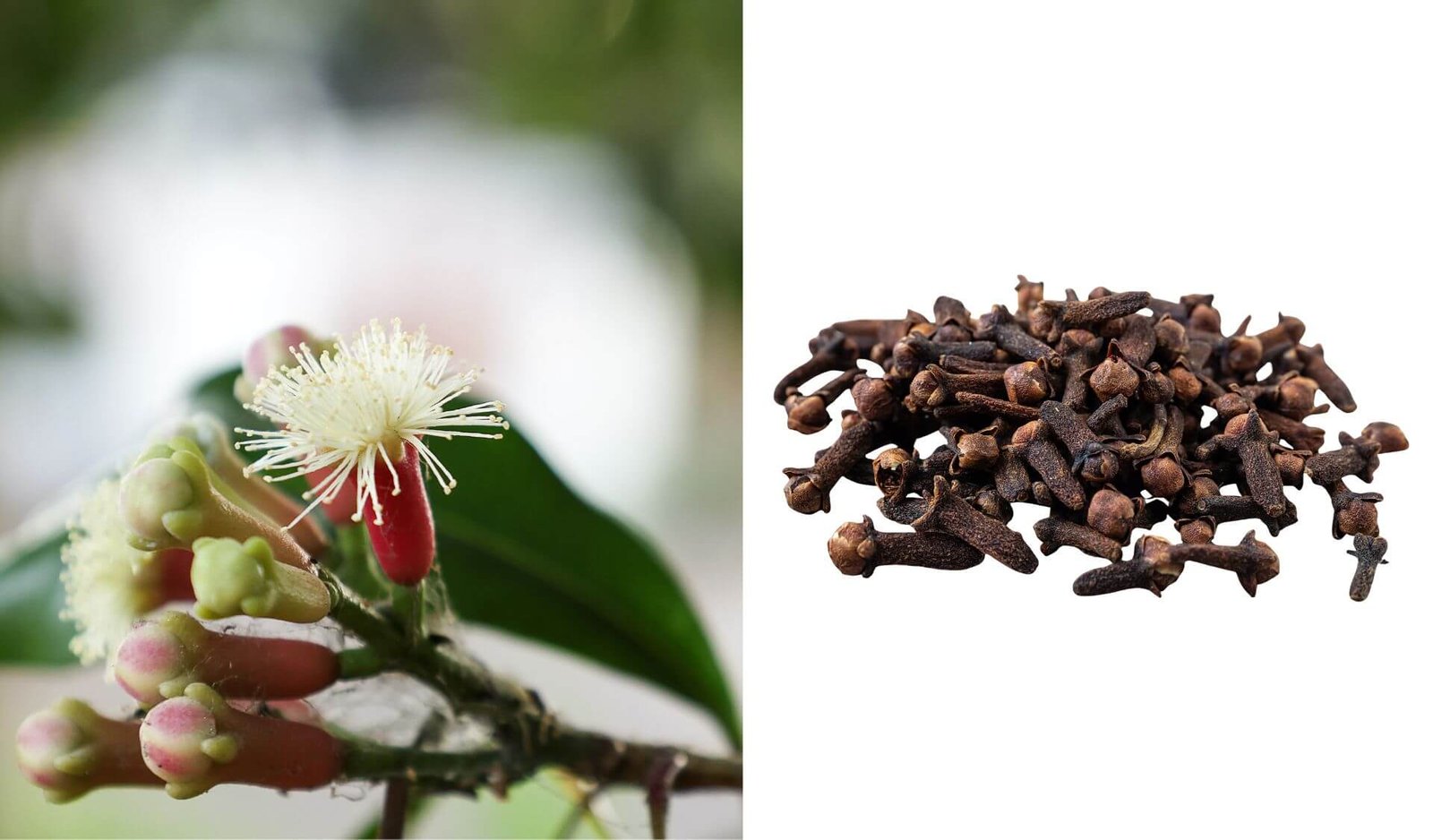 Smaržīgā nagliņkoks (Syzygium aromaticum)