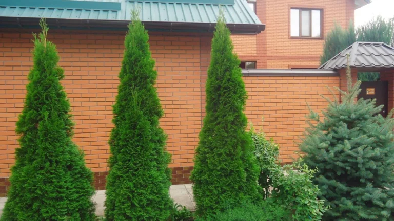 Milzu tūja ‘Can-Can’ (Thuja plicata ‘Can-Can’)