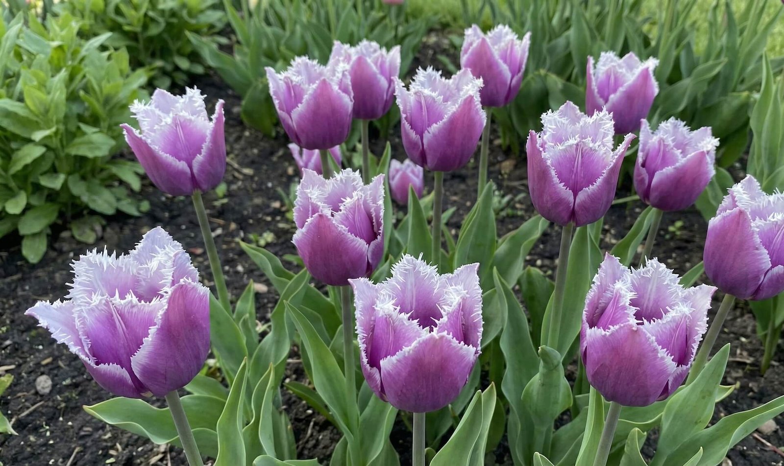 Tulpe ‘Cummins’ (Tulipa ‘Cummins’)