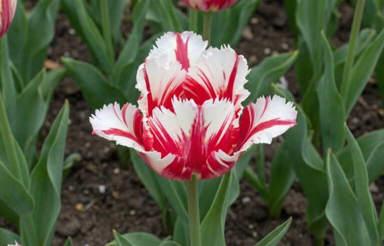 Tulpe ‘Estella Rijnveld’ (Tulipa ‘Estella Rijnveld’)