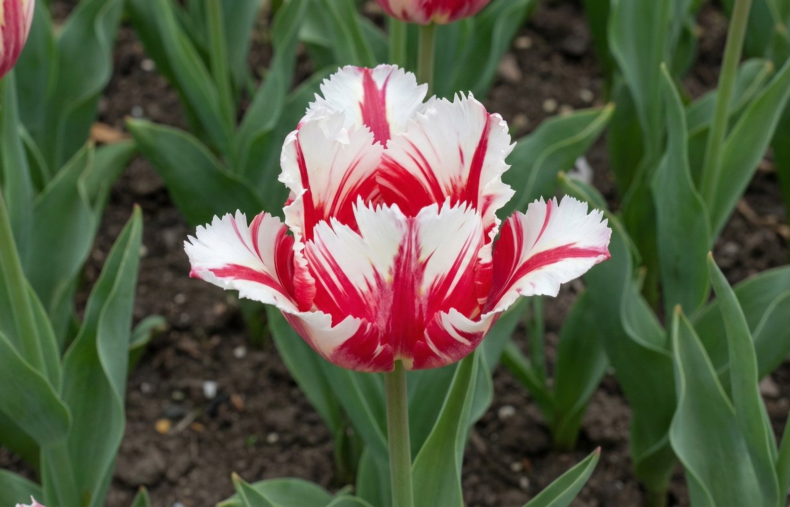 Tulpe ‘Estella Rijnveld’ (Tulipa ‘Estella Rijnveld’)