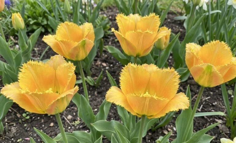 Tulpe ‘Hamilton’ (Tulipa ‘Hamilton’)