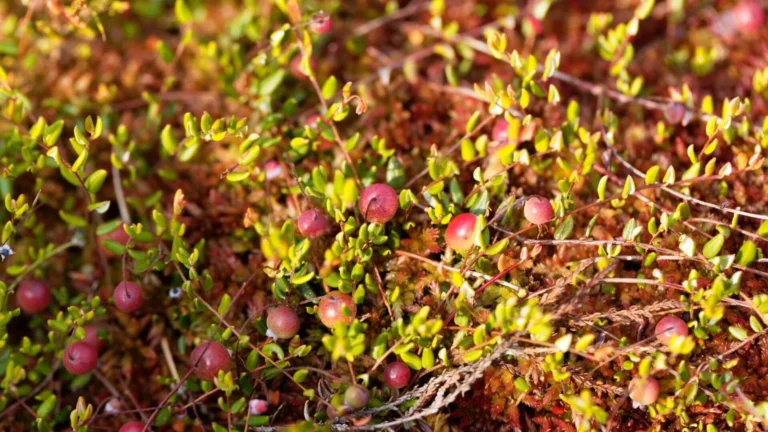 Parastā dzērvene (Vaccinium oxycoccos)
