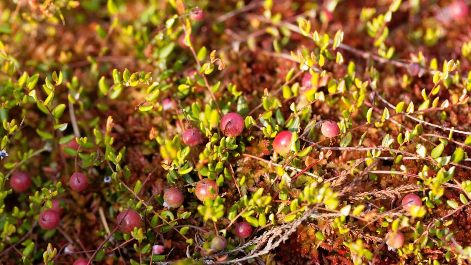 Parastā dzērvene (Vaccinium oxycoccos)