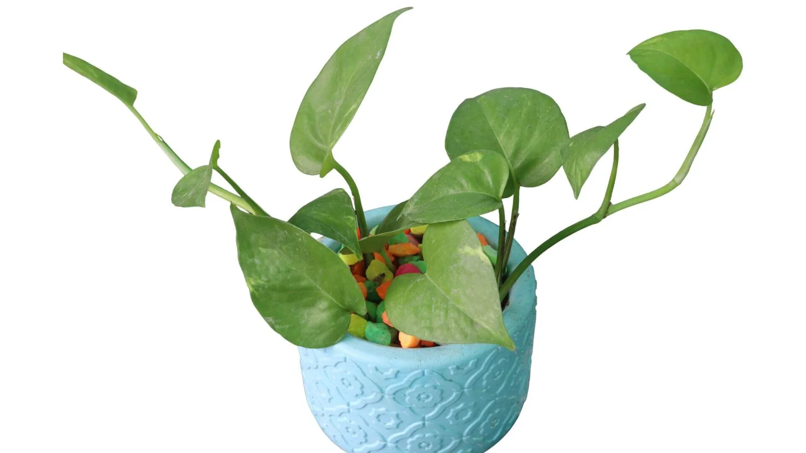 Zelta epipremns (Epipremnum aureum)