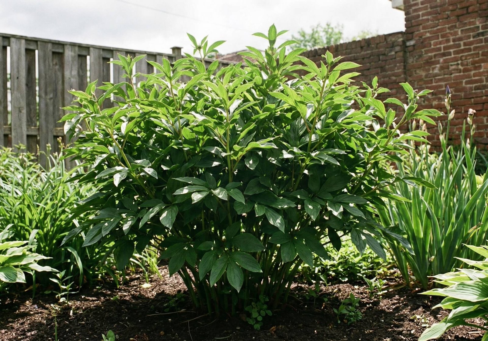 Kāpēc peonijas nezied? 5 galvenās kļūdas un kā tās labot