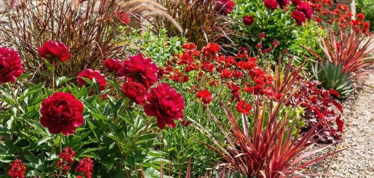 Parastā peonija (Paeonia officinalis)