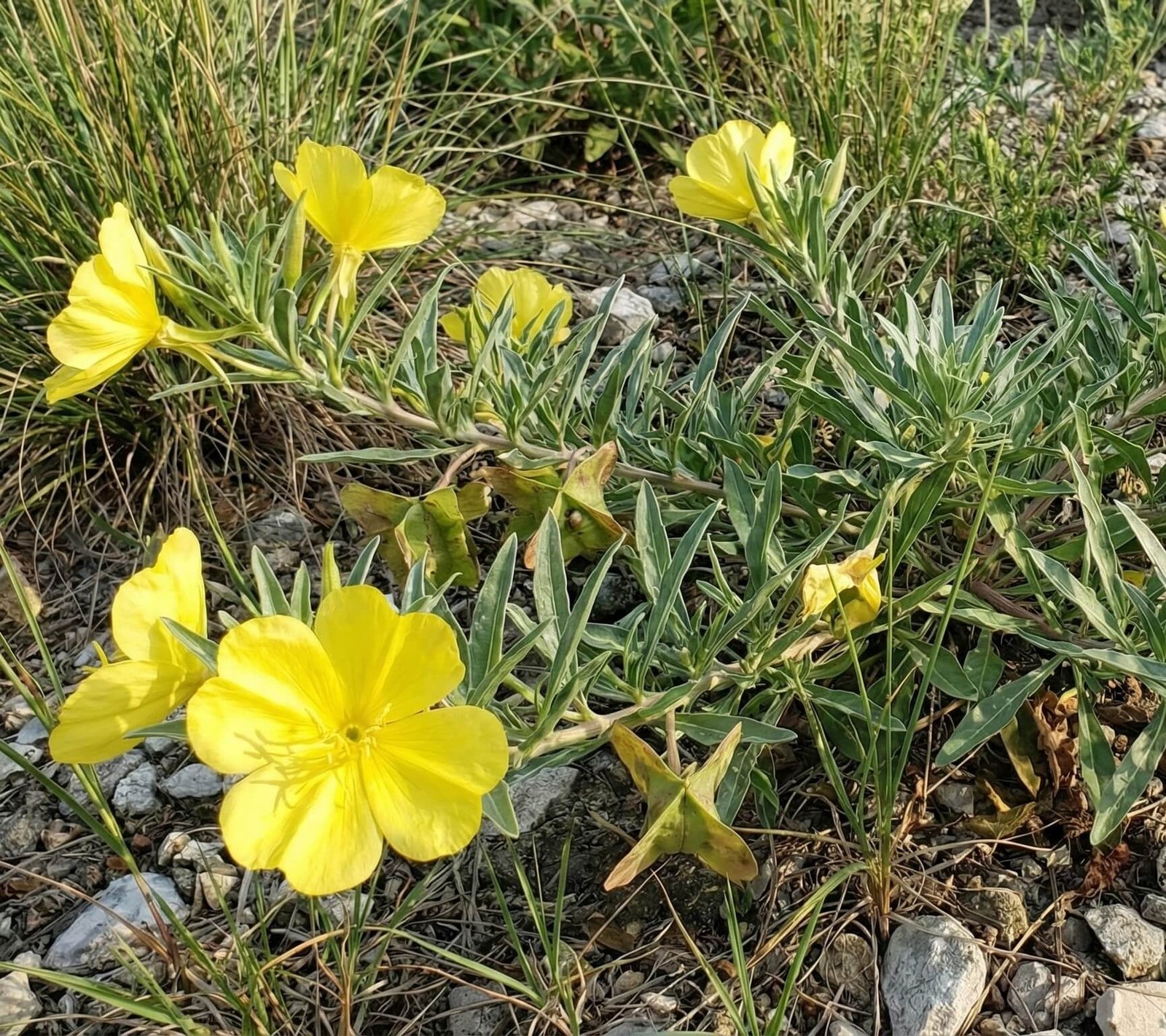 Misūri naktssvece (Oenothera macrocarpa)
